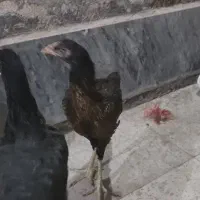 جوجه لاری