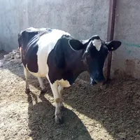 گاو شکم دو