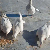 کبوتر معاوضه با عروس هلندی|پرنده|نوبران, |دیوار