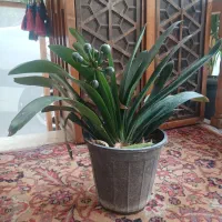 گل خورشیدی