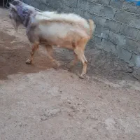 نری سانن|حیوانات مزرعه|سرایان, |دیوار