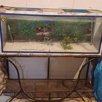 اکواریوم