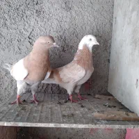 کفتر پرشی شازده زرد