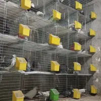 جفت کن کفتر