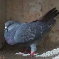 پرشی|پرنده|ماهدشت, |دیوار