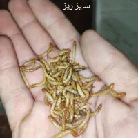 میلورم زنده و خشک|خزنده|مشهد, شهید آوینی|دیوار