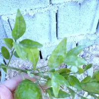 گل و درخت|گل و گیاه طبیعی|شیراز, کوزه گری|دیوار