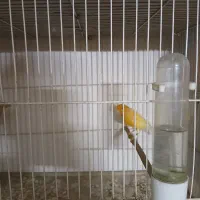 قناری دارچینی|پرنده|مشهد, انقلاب|دیوار