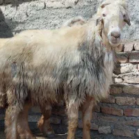قوچ ترکی کر سوز ،بره میش بز کهره|حیوانات مزرعه|مرودشت, تخت جمشید|دیوار
