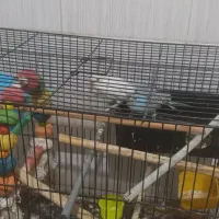 مرغ عشق یک جفت