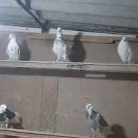 پنج جفت جوجه به شرط پرش