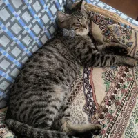 واگذاری گربه