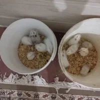 همستر|موش و خرگوش|یزد, |دیوار