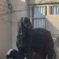 بزغاله یک ساله ونیم|حیوانات مزرعه|تاکستان, |دیوار