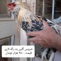 مرغ و جوجه گلین لری از نژاد اصلی اورجینال|حیوانات مزرعه|قم, نوبهار|دیوار