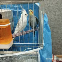 عروس جفت خورده سخنگو نژاد دار|پرنده|شیراز, هفت تنان|دیوار