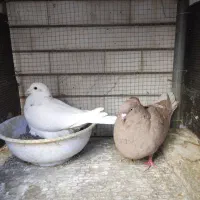 تعداد ۲۰ عدد کبوتر جفت گاه یکجا پای هم ۸میلیون