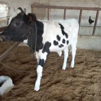 گاو خارجی با گوساله|حیوانات مزرعه|زابل, |دیوار