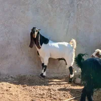 چپش پاکستانی