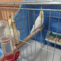 عروس هلندی