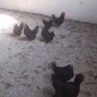 * خروس سیاه جهت قربانی*|حیوانات مزرعه|مشکین‌دشت, |دیوار