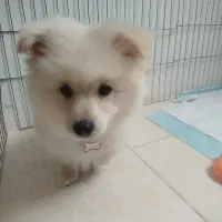 سگ پامر خرسی مینیاتوری کوچولو همراه وسایلش|سگ|خرمآباد, |دیوار