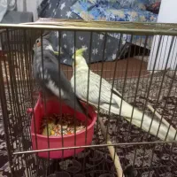 عروس هلندی گل باقالی