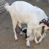 بز زایده شیرا