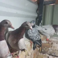 کفتر|پرنده|مشهد, پنجتن|دیوار