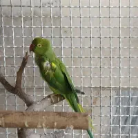 دو عدد طوطی ملنگو
