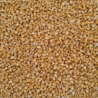 لپه ی محلی بش