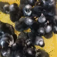 جوجه پیلموت راک(آمروک)