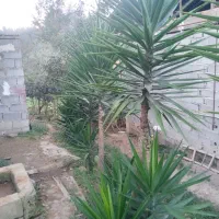 گل یوگا فروشی|گل و گیاه طبیعی|املش, |دیوار