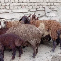 میش بره دار
