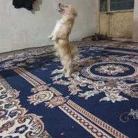 سگ پاپی|سگ|جهرم, |دیوار