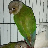مولد گرینچیک،عروس،کوتوله