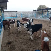 گوساله سیمینتال|حیوانات مزرعه|پیشوا, |دیوار