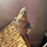 عروس هلندی بسیار رام و دستی