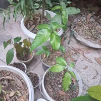 نهال انبه|گل و گیاه طبیعی|مرودشت, فاز اول شهرک فرهنگیان|دیوار