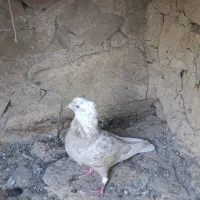 دم سفید