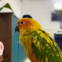 طوطی خورشیدی