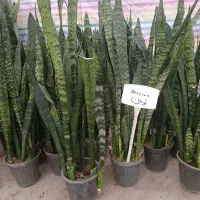 حراج واقعی سانسوریا