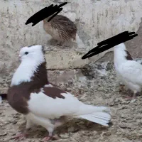 کبوتر کاکولی زوردار