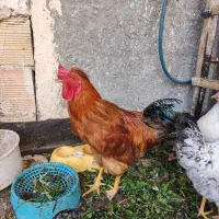 مرغ و خروس جوان