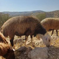 قوچ دو خط|حیوانات مزرعه|ویسیان, |دیوار