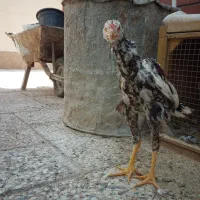 جوجه لاری اصیل