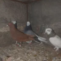 کفتر طوقی و کفتر سرخ