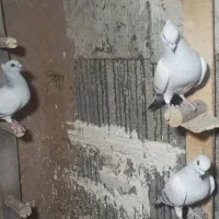 3تانر شامی دوتا کاکولی یکی بی کاکول