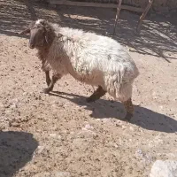 قوچ هترو جوان