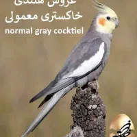 یه عدد عروس هلندی گم شده